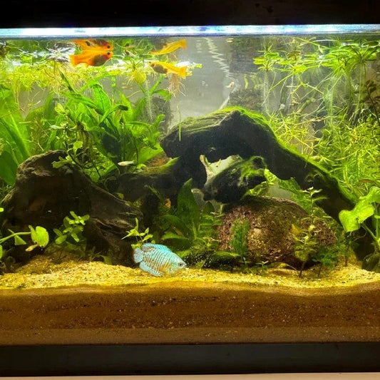 Is Reverse Osmosis Water Good for Aquariums?